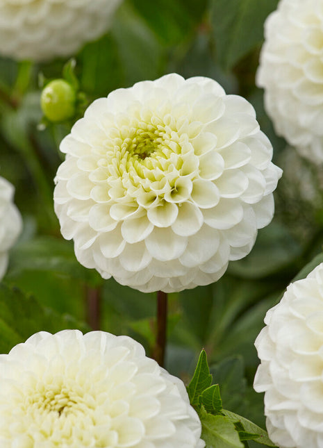 Dahlia Ball Kona 1-pakning NYHET