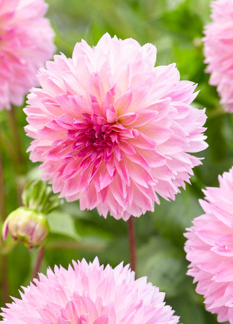 Dahlia Fubuki Sakura 1-pakning