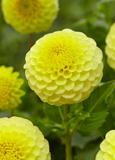 Dahlia Boll Golden Torch 1-pack