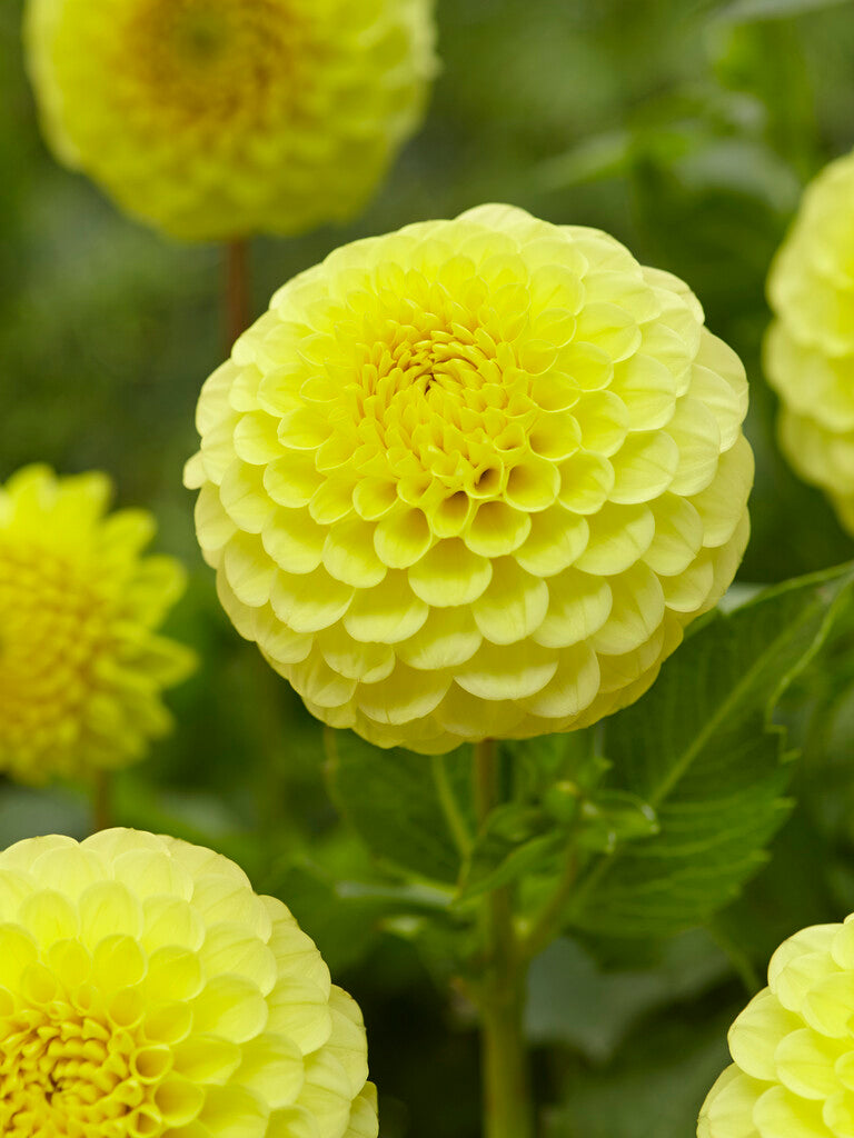 Dahlia Boll Golden Torch 1-pack