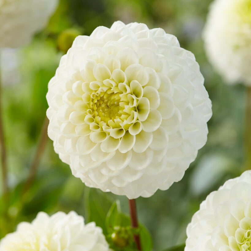 Dahlia Caro Ball 1-pakning