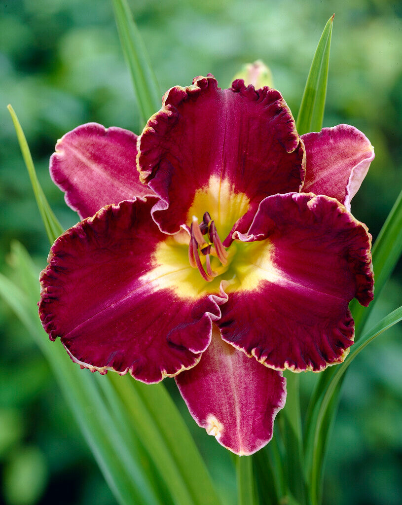 Daglilje-Hemerocallis David Kirchoff 1-pakning