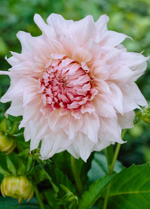 Dahlia Decorativ Shiloh Noelle 1-pack