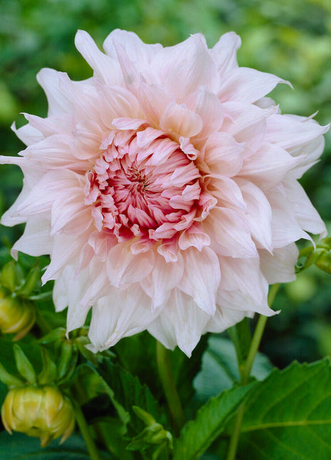 Dahlia Decorativ Shiloh Noelle 1-pack