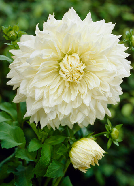 Dahlia Dekorativ White Perfection 1-pack