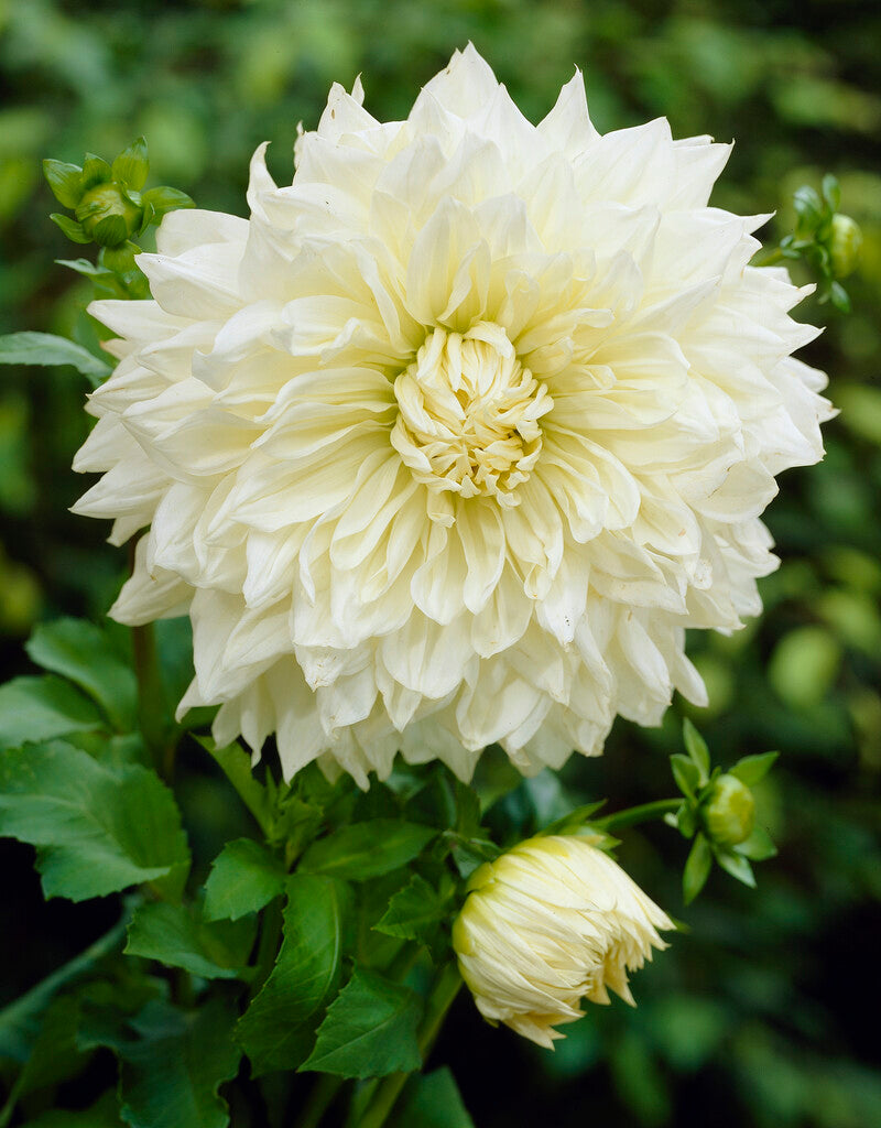 Dahlia Dekorativ White Perfection 1-pack