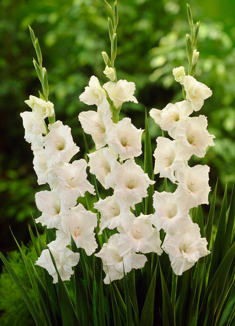 Gladiolus White Glory 10-pakning