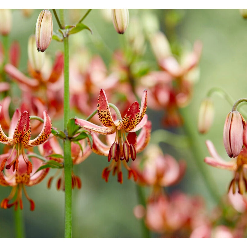 Lilje-Lilium KROLLILJE Manitoba Morning 1-pakning