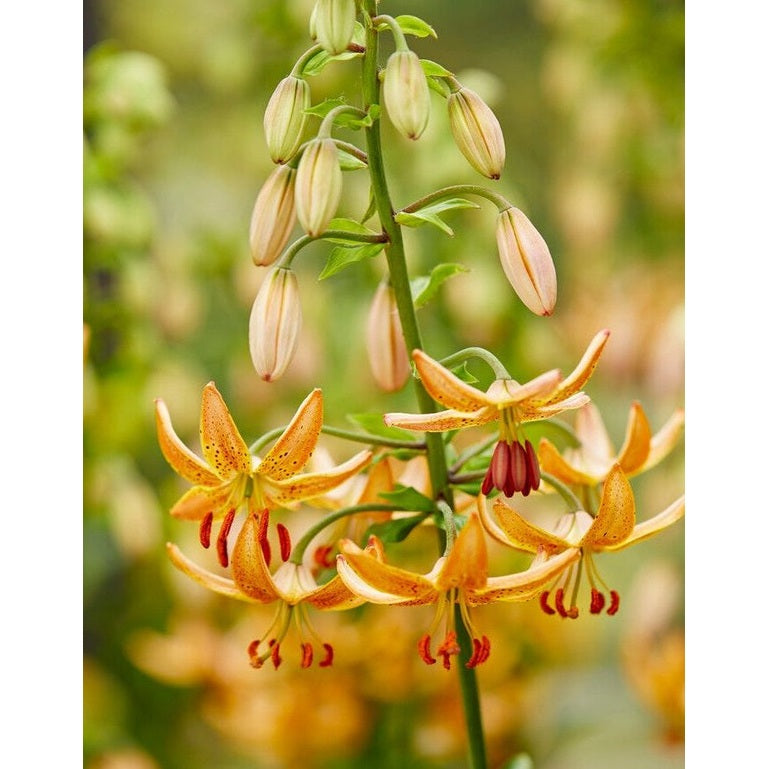 Krøllilje - Lilium martagon 'Guinea Gold' 1-pakning