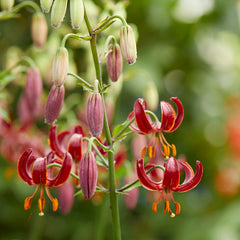 Krollija-Lilium Martagon Claude Shride 1-pakning NYHET