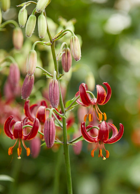 Krollija-Lilium Martagon Claude Shride 1-pakning NYHET