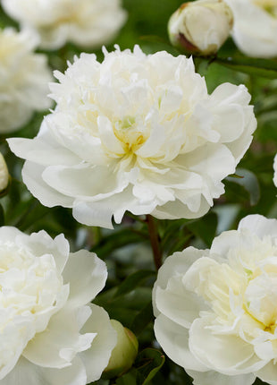 Peony-Paeonia Duchesse de Nemours 1-pakning