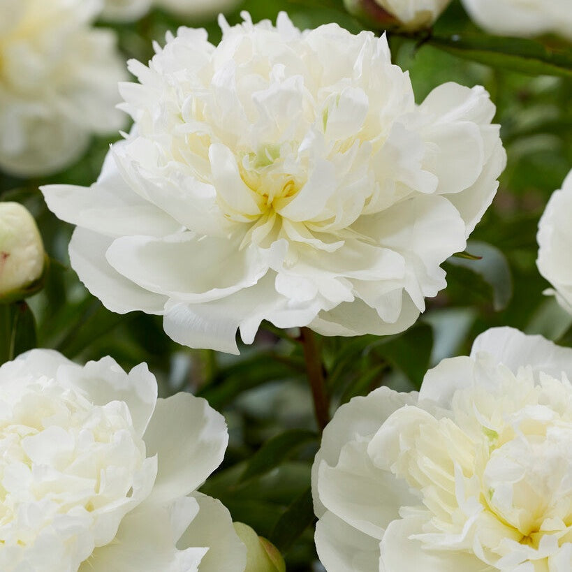 Pion-Paeonia Duchesse de Nemours 1-pakning