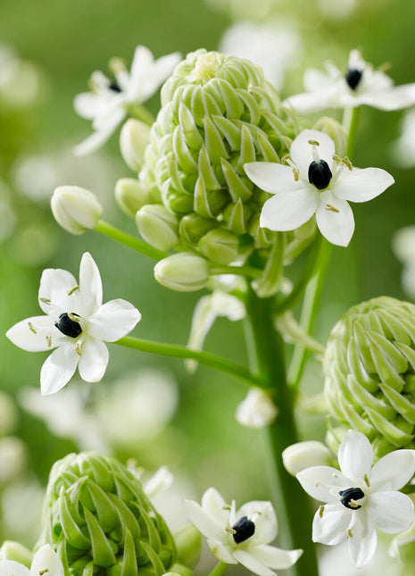 Ornithogalum Saundersiae 2-pakning