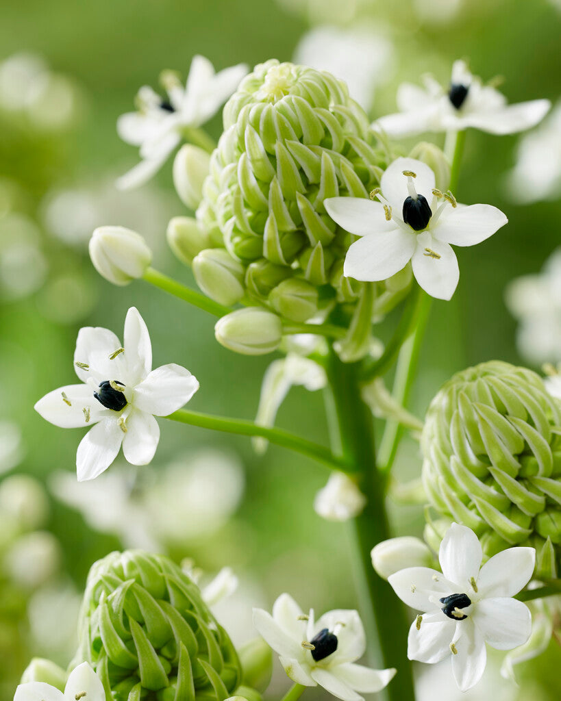 Ornithogalum Saundersiae 2-pakning