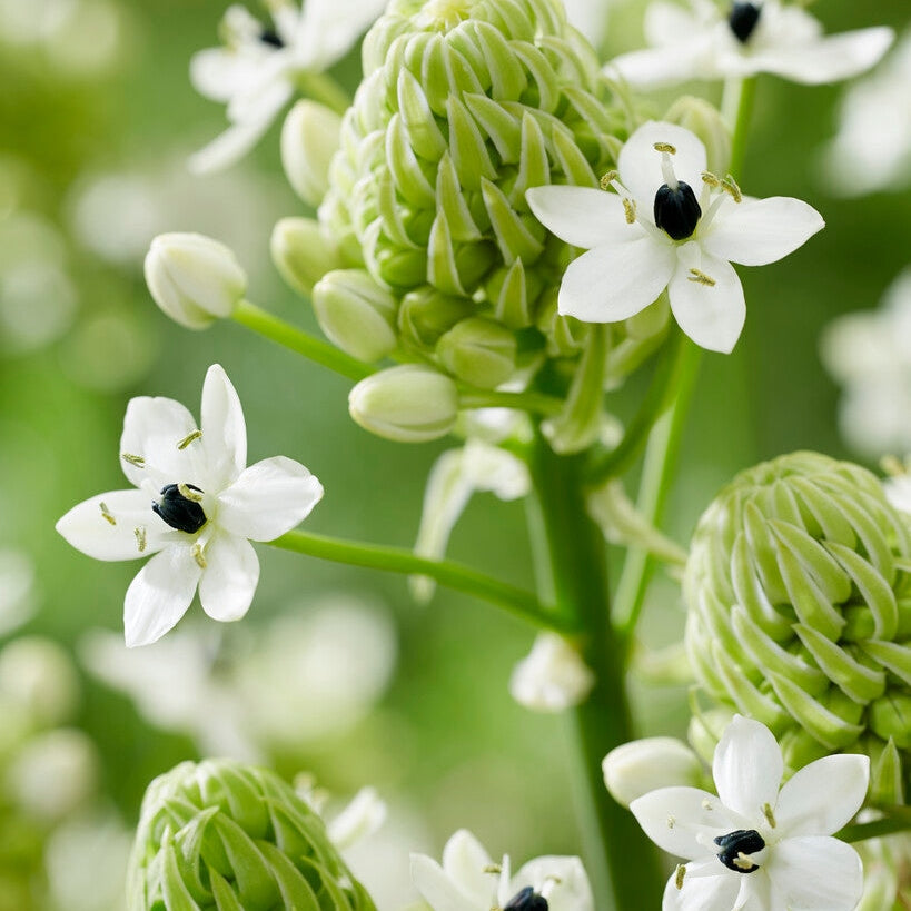 Ornithogalum Saundersiae 2-pakning