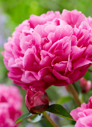 Peony-Paeonia Kansas 1-pakning