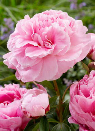 Peony-Paeonia Alexander Fleming 1-pakning