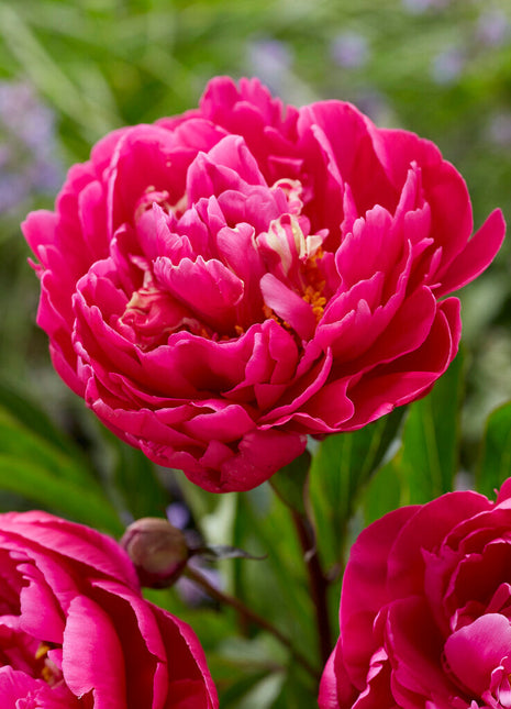 Peony-Paeonia Karl Rosenfield 1-pakning