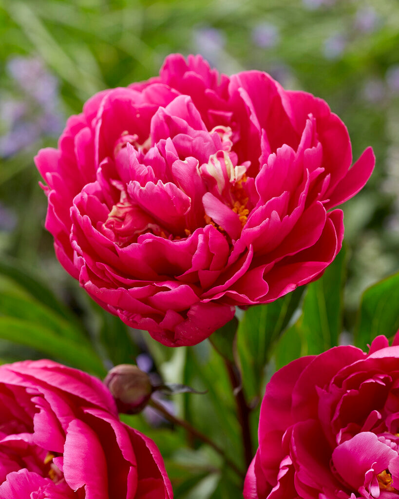 Peony-Paeonia Karl Rosenfield 1-pakning
