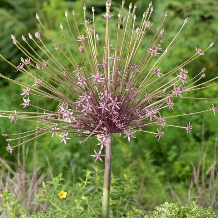 Allium 'Schubertii' 3-pakning