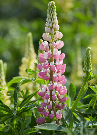 Lupin-Lupinus Rosa 1-pakning