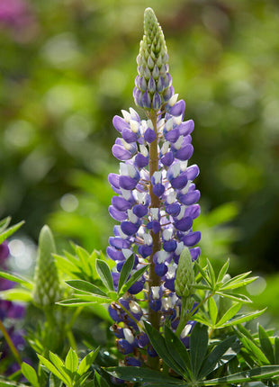 Lupin-Lupinus Blå 1-pakning