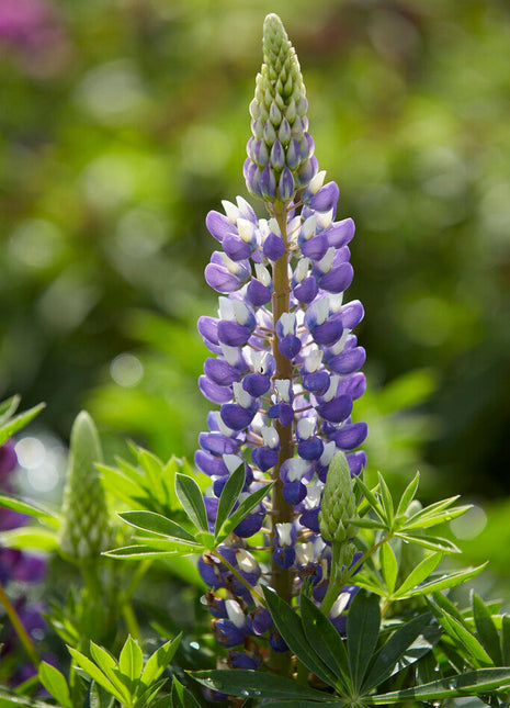 Lupin-Lupinus Blå 1-pakning