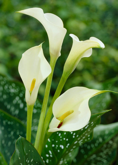 Zantedeschia Albomuculata 1-pakning