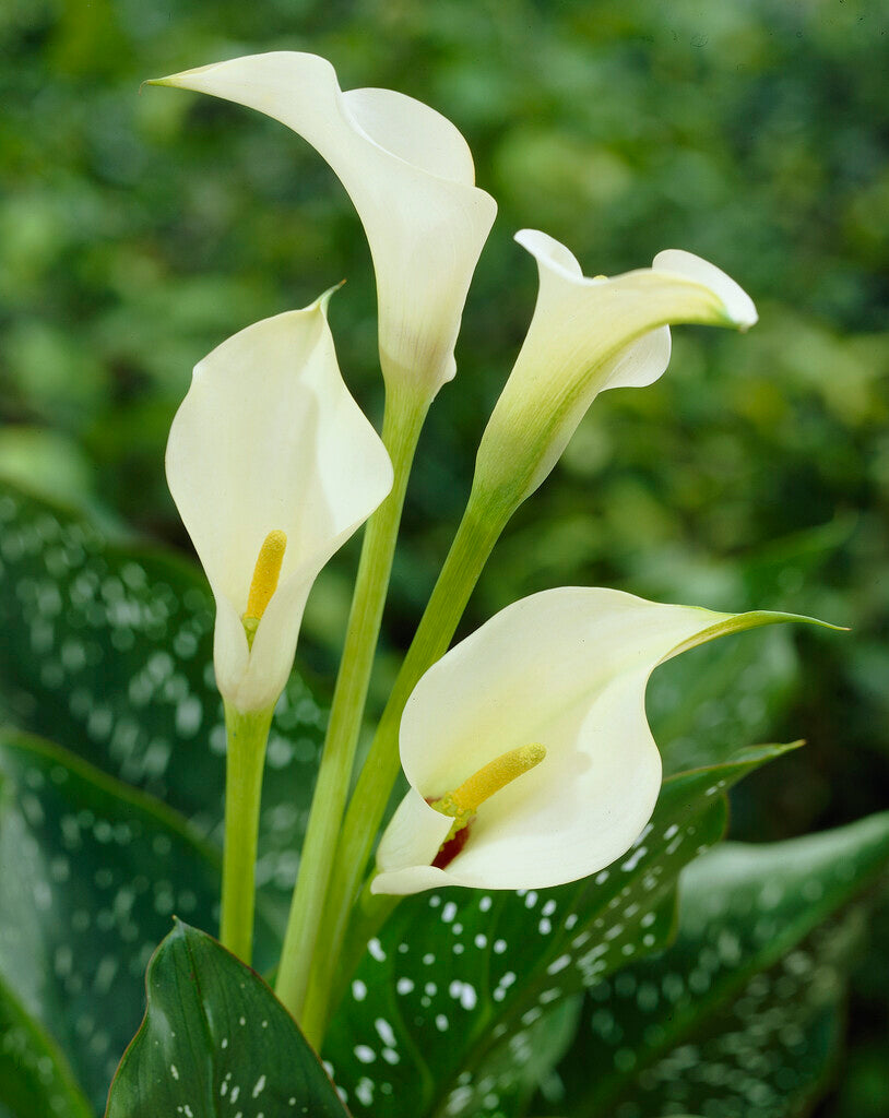 Zantedeschia Albomuculata 1-pakning