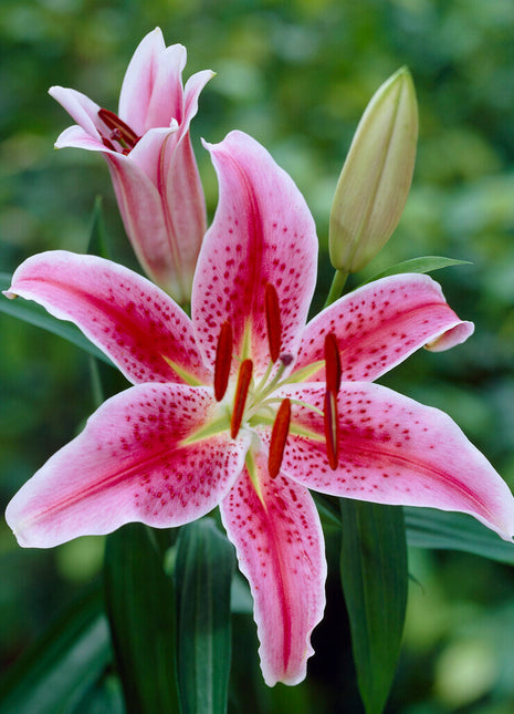 Orientalsk lilje-Lilium Oriental Stargazer 2-pakning