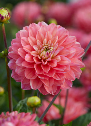 Dahlia Border Melody Allegro 1-pakning