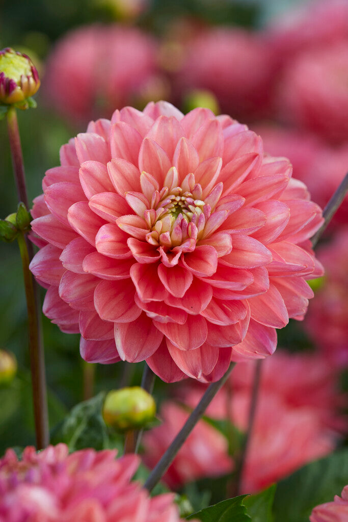 Dahlia Border Melody Allegro 1-pakning