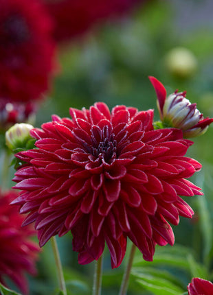 Dahlia Border Melody Mambo 1-pakning