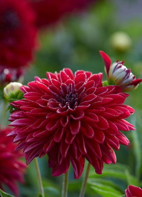 Dahlia Border Melody Mambo 1-pakning