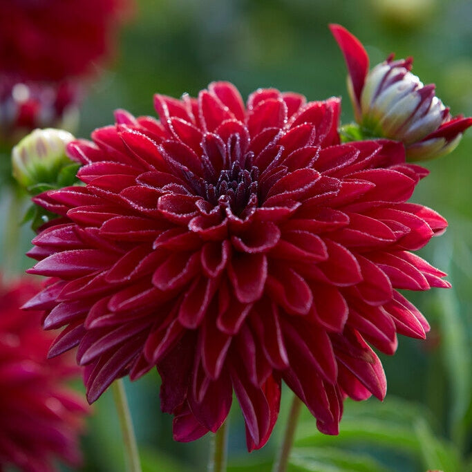 Dahlia Border Melody Mambo 1-pakning