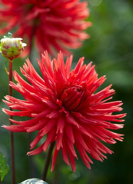 Dahlia Cactus Berger's Record 1-pakning