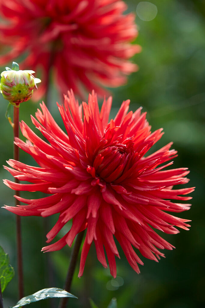 Dahlia Cactus Berger's Record 1-pakning
