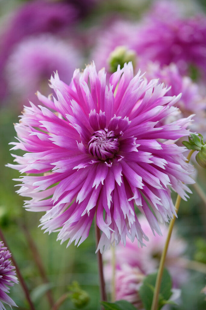 Dahlia Cactus Borddanser 1-pakning