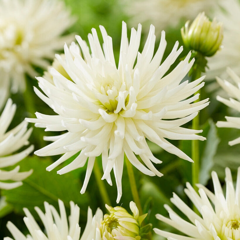 Dahlia Border Playa Blanca 1-pakke