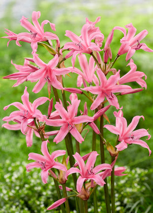 Nerine Bowdenii 2-pakning