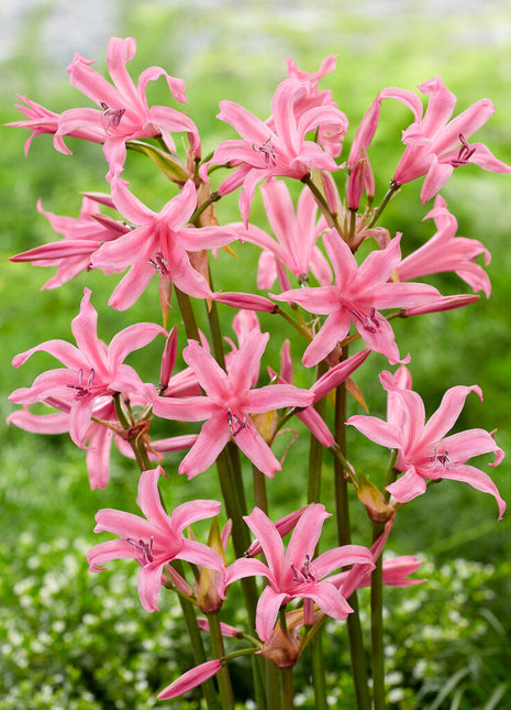 Nerine Bowdenii 2-pakning