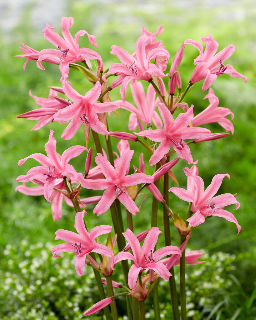 Nerine Bowdenii 2-pakning
