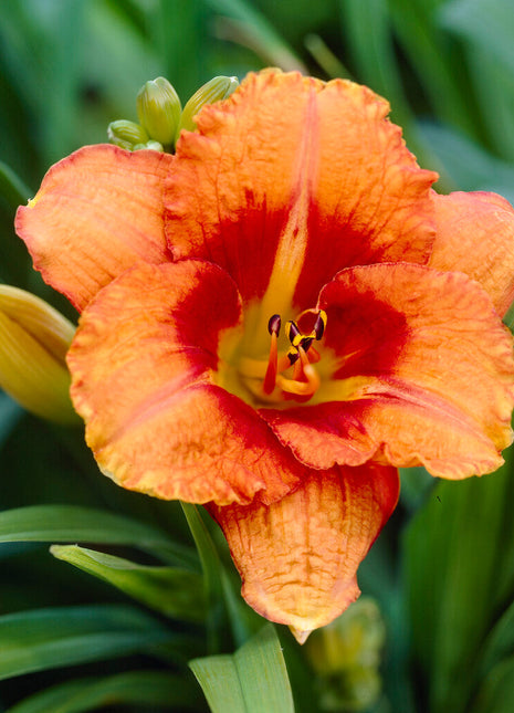 Daglilje-Hemerocallis Tigger 1-pakning