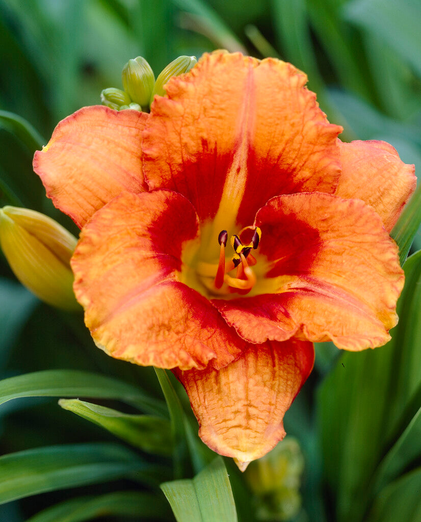 Daglilje-Hemerocallis Tigger 1-pakning