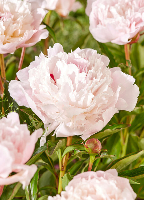 Peony-Paeonia Immaculee 1-pakning