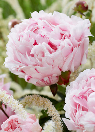 Peony-Paeonia Sarah Bernhardt 1-pakning