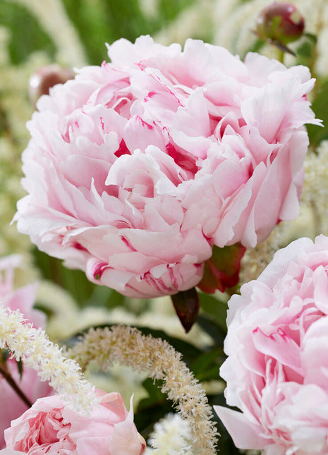 Peony-Paeonia Sarah Bernhardt 1-pakning