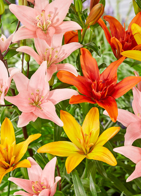 Lilium Asiatisk Blandet 3-pakning