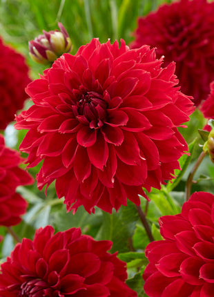 Dahlia Fubuki Red 1-pakning